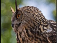 Owls21