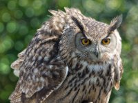 Owls22-enhanced 1920x2016 U 80 Original ratio