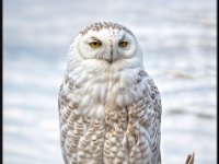 Owls23-enhanced 1920x2065 U 80 Original%20ratio-enhanced 1488x1600 U 100 Long Edge gainMap-2