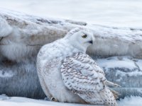 Owls24-enhanced 1920x1659 U 80 Original ratio
