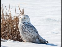 Owls25-enhanced 1920x1582 U 80 Original ratio