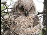 Owls3-enhanced 1920x2629 U 80 Original ratio