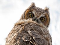 Owls32-enhanced 1920x2492 U 80 Original ratio