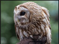 Owls36