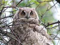 Owls4-enhanced 1920x2534 U 80 Original ratio