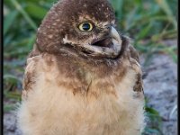 Owls40