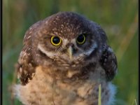 Owls41