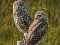 Owls48-enhanced 1920x2136 U 80 Original ratio