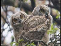 Owls5-enhanced 1920x1846 U 80 Original ratio