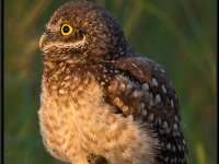 Owls50