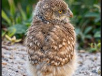 Owls52-enhanced 1920x2374 U 80 Original ratio