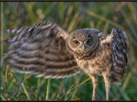 Owls54-enhanced 1920x1410 U 80 Original ratio