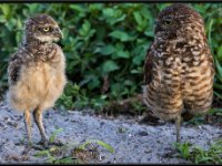 Owls55