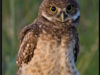 Owls56