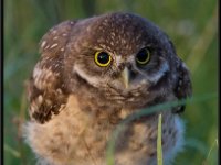 Owls57