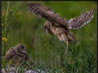 Owls59-enhanced 1600x1225 U 100 Long Edge gainMap