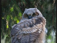 Owls6