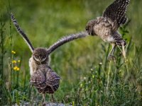 Owls63-enhanced 1920x1579 U 80 Original ratio