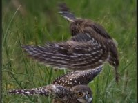 Owls64-enhanced 1920x1958 U 80 Original ratio-2