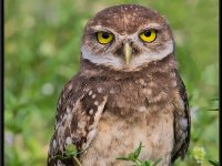 Owls65
