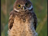 Owls69