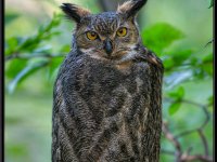 Owls7-enhanced 1920x2851 U 80 Original ratio