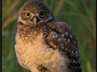 Owls70