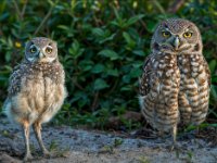 Owls71-enhanced (1) 1920x1319 U 80 Original ratio