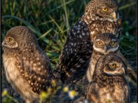 Owls72-enhanced 1920x1582 U 80 Original ratio