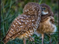 Owls73-enhanced 1920x1763 U 80 Original ratio