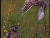 Owls74