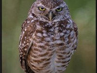 Owls77