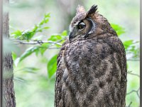 Owls8-enhanced (1) 1920x2721 U 80 Original ratio