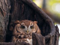 Owls9-enhanced 1920x1959 U 80 Original ratio