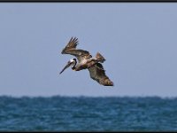 Pelicans1