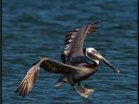 Pelicans11