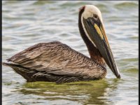 Pelicans15