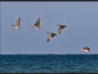 Pelicans19