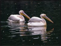 Pelicans3