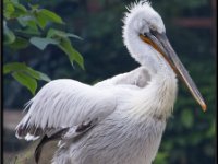 Pelicans5