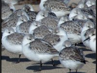 Shore Birds