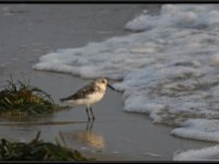 Shore Birds11