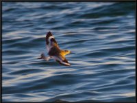 Shore Birds13