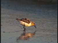 Shore Birds14