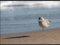 Shore Birds16