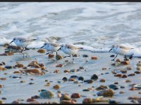 Shore Birds17