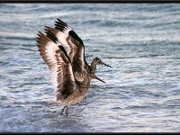 Shore Birds18