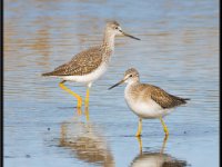 Shore Birds19