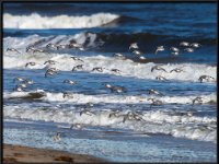 Shore Birds2