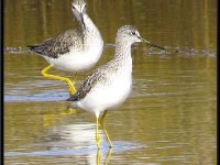 Shore Birds20